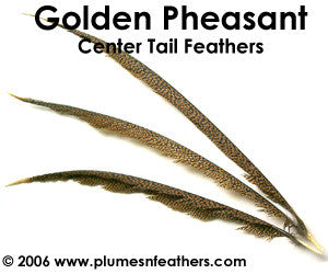 Golden Nat. Center Tails 20"/30"