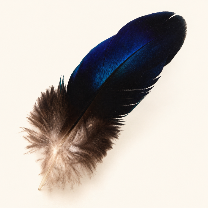 Iridescent Blue Peacock Quill Feathers