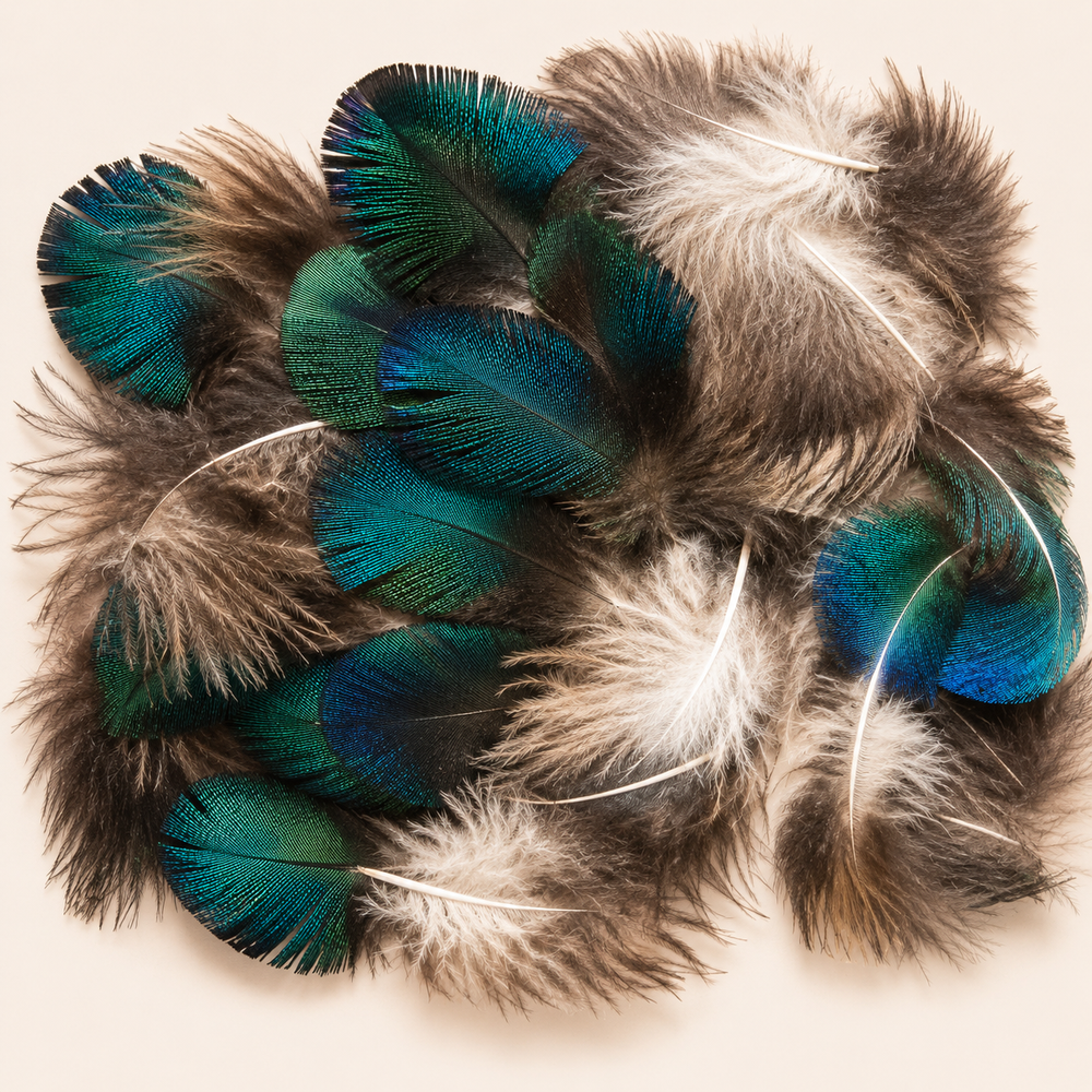 Natural Peacock Blue Plumage Feathers – 25 Pieces