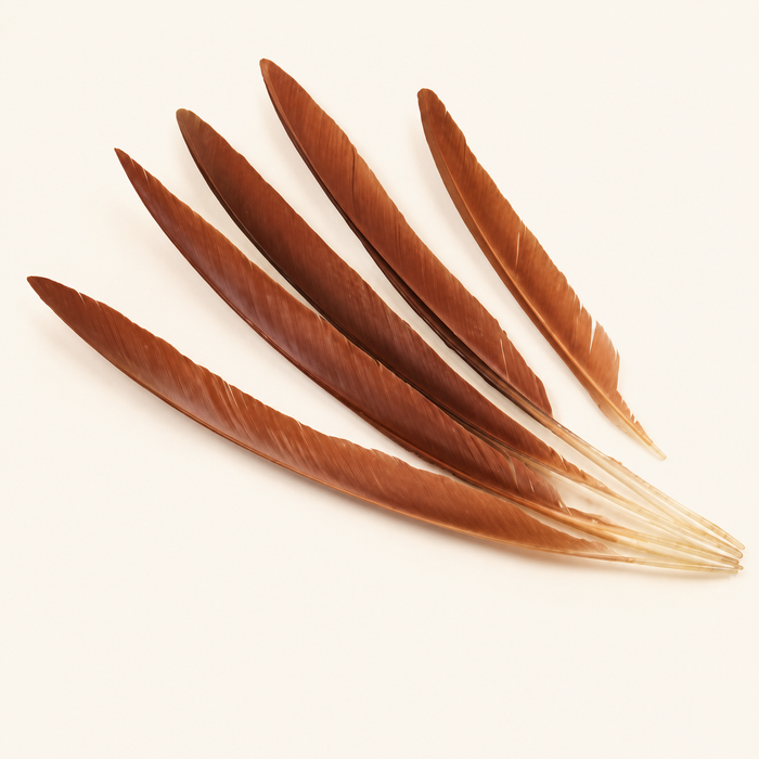 Peacock Brown Wing Quill Feathers