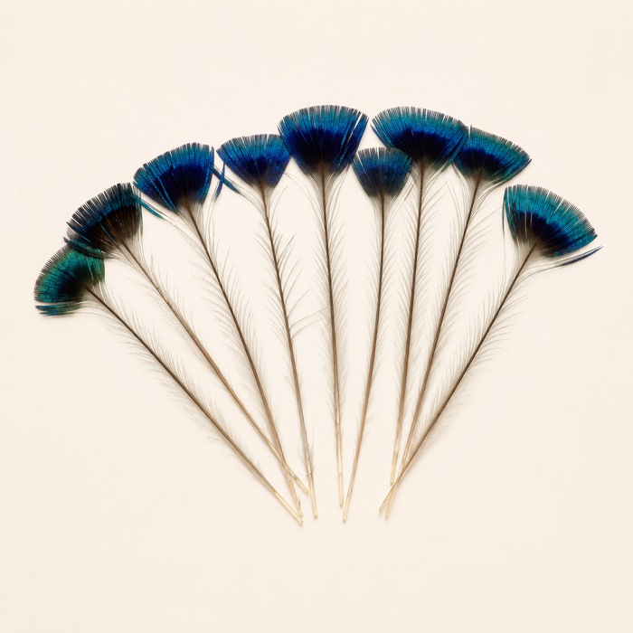 Natural Peacock Corona Crest Feathers – 10 Pieces