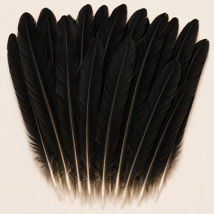 Peacock Black Wing Quill Feathers