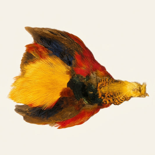 Golden Pheasant Pelt (Skin)