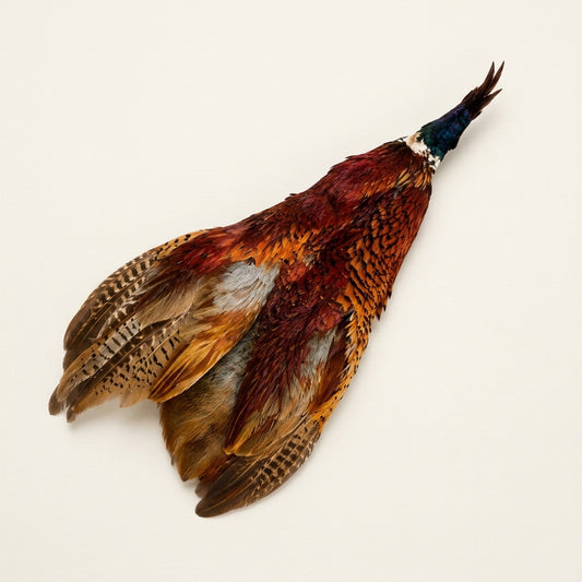 Ringneck Pelt (Skin)