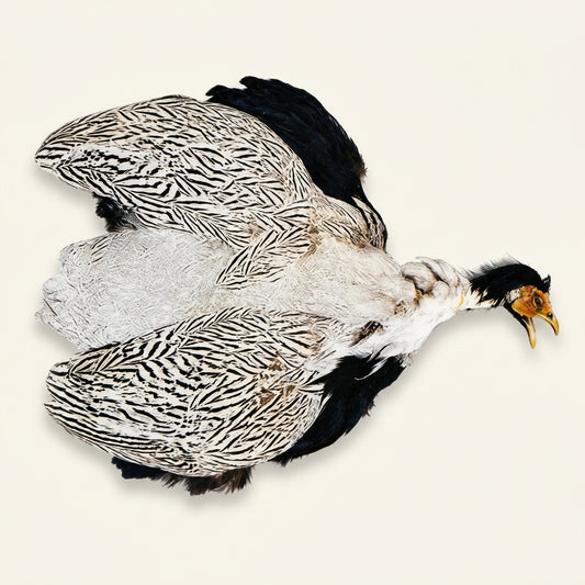 Silver Pheasant Pelt (Skin)