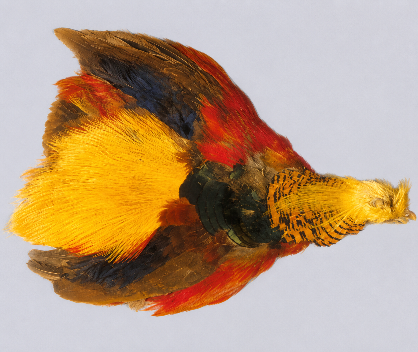 Golden Pheasant Pelt (Skin)