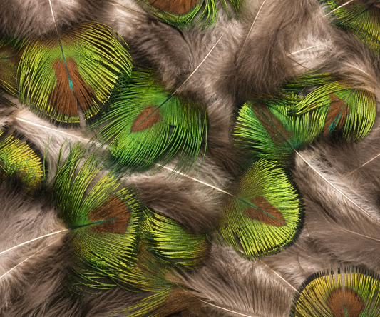 Gold Plumage (Iridescent)