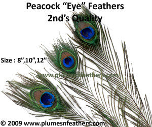 Nat. Peacock Feather 30"/40" Second’s