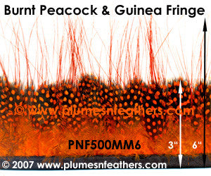 Burnt Peacock & Guinea Fringe MM6