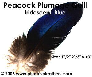 Peacock Blue Iridescent Quills 2"/3"