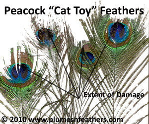 Cat Toy Peacock Feathers 20 30 PlumesNFeathers