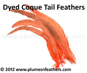 Coque Tail Bleached Dyed 12”/14” 10 Pcs.