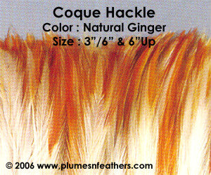 Natural Strung Ginger Hackle Feathers +2" ½ Oz.