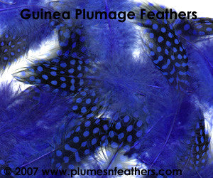 Guinea Plumage