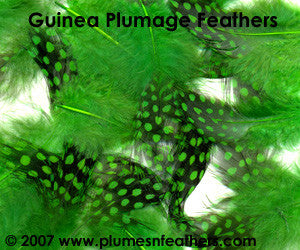 Guinea Plumage 'S' 25 Pcs.