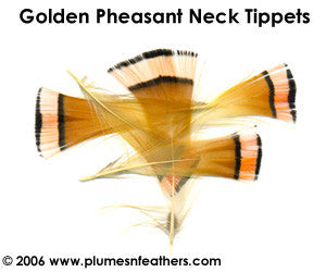Golden Plumage 'B'