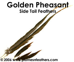 Golden Nat. Sidetail 6"/8"