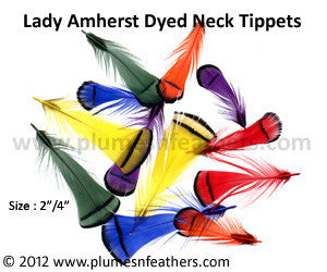 Lady Amherst Plumage 'E' Dyed
