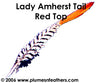 Lady Amherst Nat. "Redtop" Tail 4"/6"