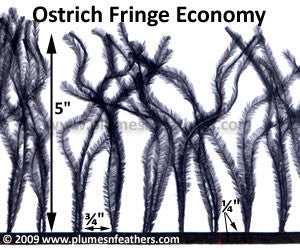 Ostrich Fringe Economy