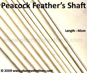 Stripped Peacock Feather Shaft 6.0