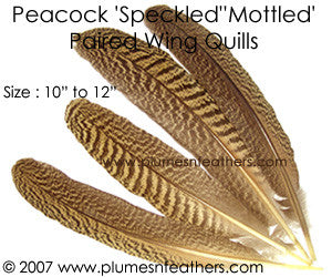 Peacock Mottled Wing Quills 10"/12"