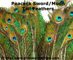 Nat. Peacock Sword Moon 20"/30”