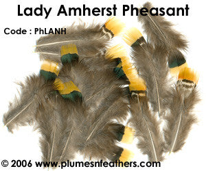Lady Amherst Plumage 'C'