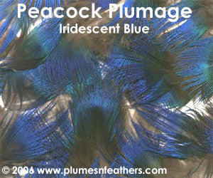 Blue Plumage (Iridescent) 25 Pcs.