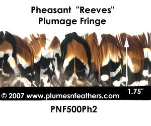 PH2 Pheasant Reeves Fringe