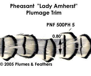 PH5 Pheasant L.Amherst Trim