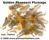 Golden Plumage 'D'