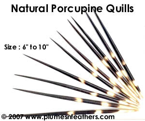 Are porcupine quills like hairs or like feathers?