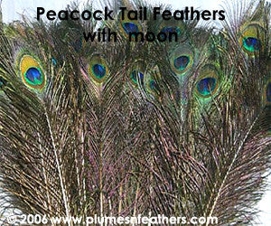 Peacock Tail Feathers