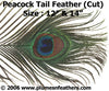 Peacock Eye Only (Cutmoon) 6"