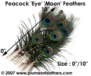 Nat. Peacock Feather 5"/10"