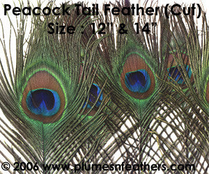Peacock Eye Only (Cutmoon) 14"