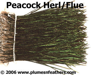 Peacock Herl (Flue) Strung 14"/16" ¼ Oz.