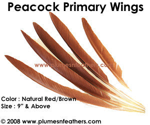 Curling Feathers - The Feather Place  Feather crafts, Feather jewelry, Peacock  crafts