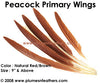 Peacock Brown Wing Quills 9"/14"