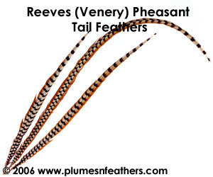  Pheasant Feathers, 14-16 Natural Reeves Venery