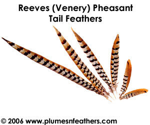 Reeves (Venery) Nat. Sidetail 4"/6"