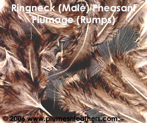 Ringneck Plumage 'Rump' 'L'