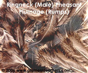 Ringneck Plumage 'Rump' 'S'