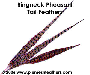 Ringneck Nat. Sidetail 8"/10"