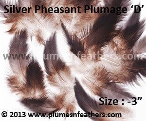 Silver Pheasant Plumage 3” Dn ‘D’ 25Pcs Pack