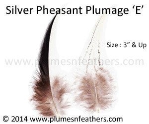 Silver Pheasant Plumage 3” Dn ‘E’ 10Pcs Pack