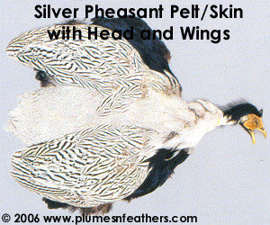 Silver Pheasant Pelt (Skin)