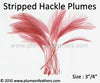 Coque Hackle Stripped Dyed Selected 3"/4"