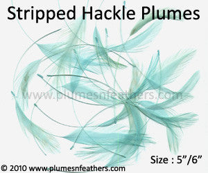 Coque Hackle Stripped Dyed Selected 5"/6"